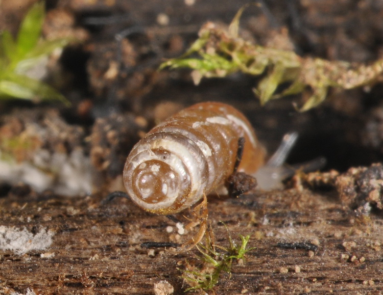 Mini, mini gasteropodi